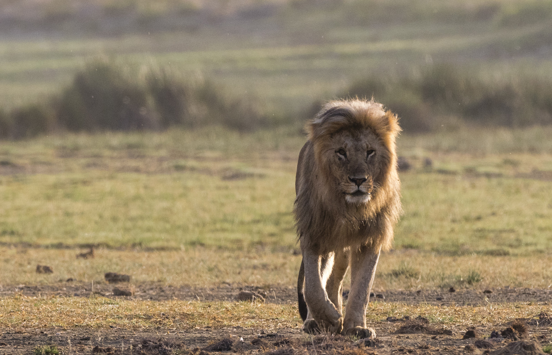 Ngorongoro Crater
