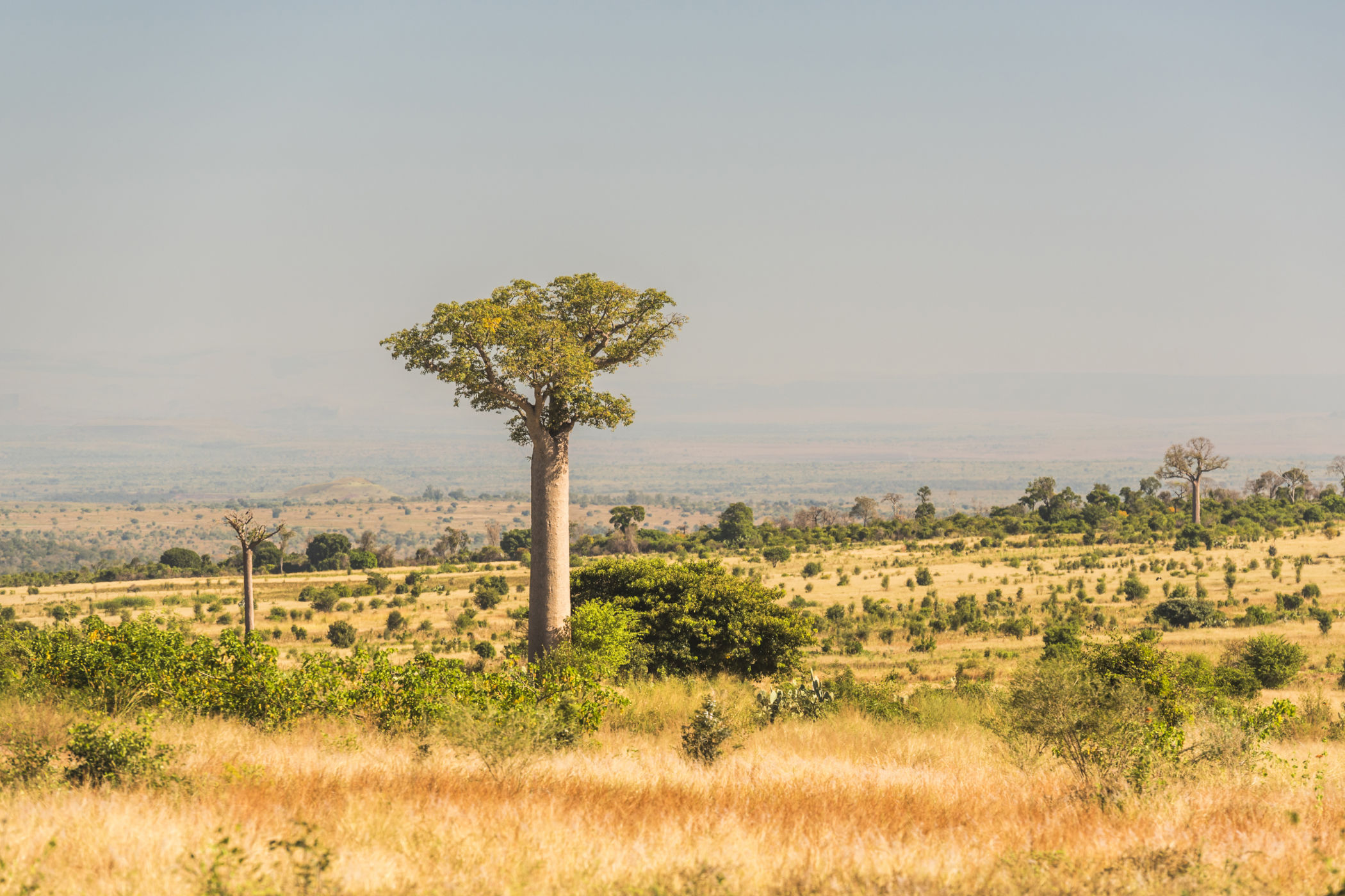Ruaha National Park