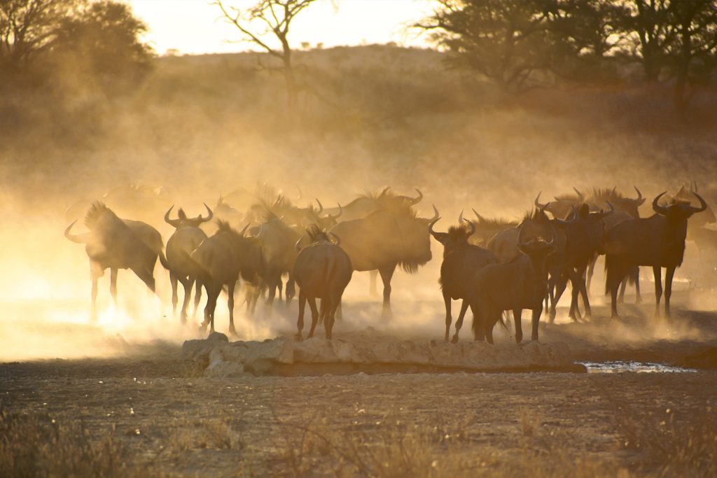 Witnessing the Great Migration: A Safari of a Lifetime